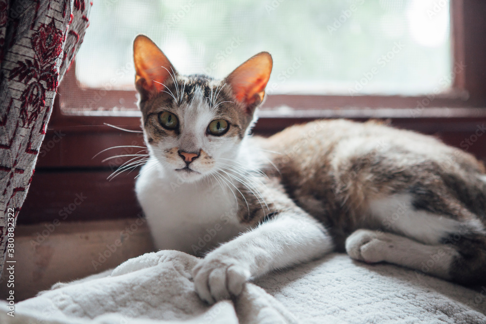Cat sitting near the window looks at the camera. Cat sitting near the window looks at the camera.