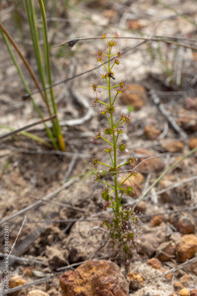 Drosera prophylla, east of Jurien Bay, Western Australia Drosera prophylla, east of Jurien Bay, Western Australia
