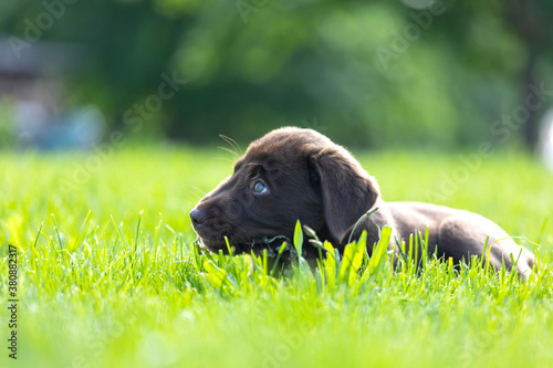Obraz na płótnie Beautiful, little labrador puppy. Little dog in the grass. w salonie