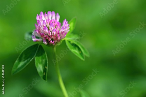 Beautiful pink flowering plant in a meadow Meadow Clover  Trifolium pratense 