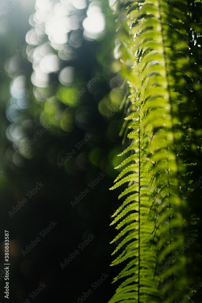 Fern palm branch Fern palm branch