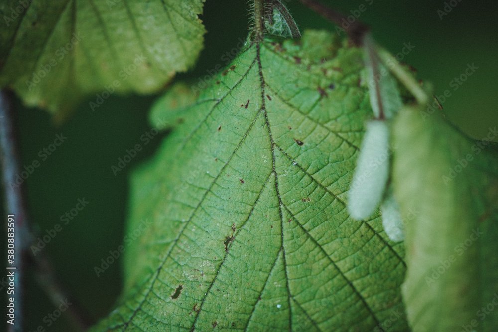 Obraz premium European beech fruit