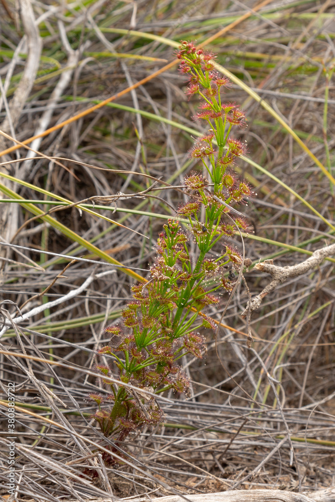 Drosera porrecta, east of Jurien Bay, Western Australia