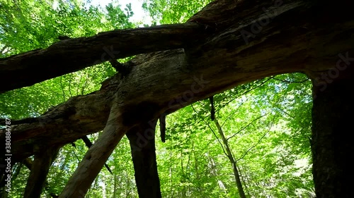 nel bosco, sotto un enorme tronco di albero abbattuto  photo