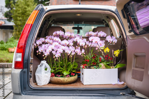 Moth orchid on trunk ready for transportation