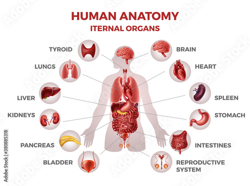 Human internal organs. Demonstrative educational material. Man body anatomy medical illustration for biology infographics stomach and kidneys, heart and liver, lungs. Teaching aids vector set