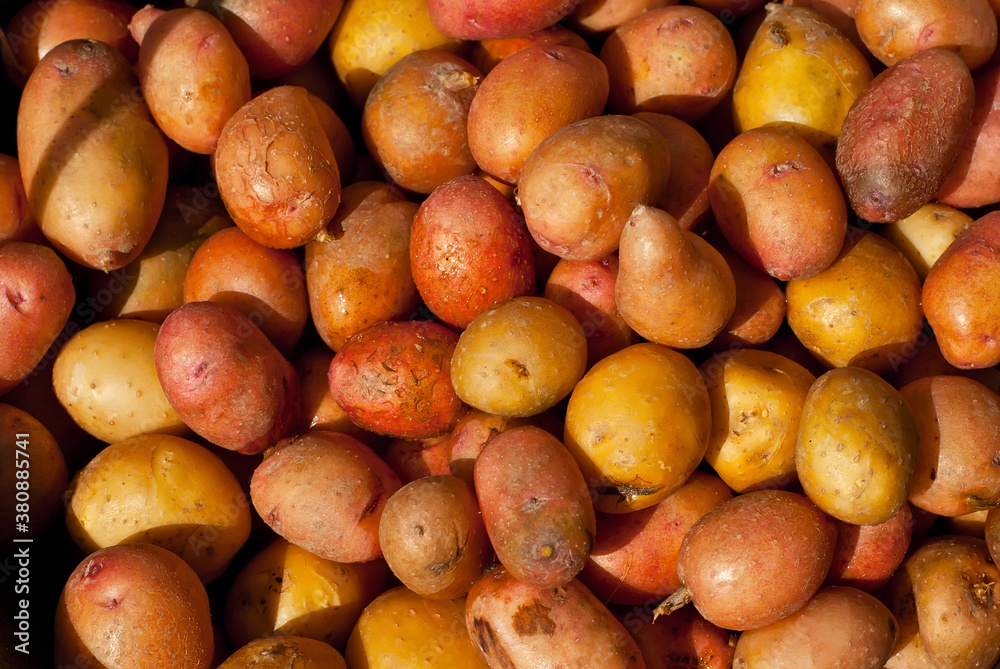 Lots of potatoes close up. Texture of new potatoes. Yellow and red potatoes in a heap.