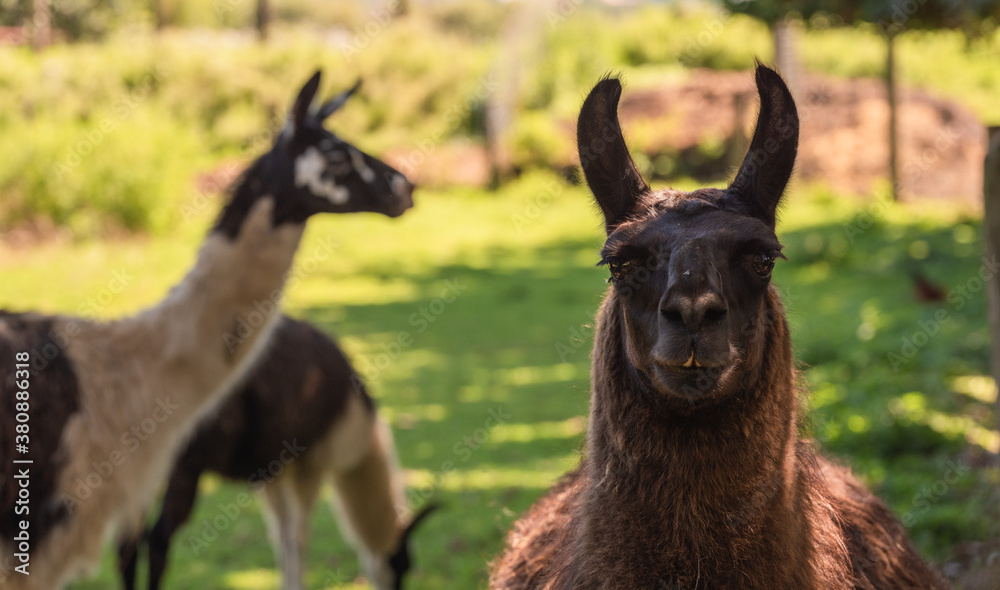 Portrait of three brown alpacas looking in the camera on a green field on a sunny summer day. Portrait of three brown alpacas looking in the camera on a green field on a sunny summer day.