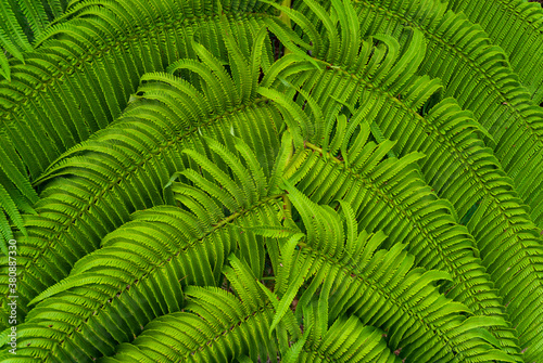 green fern leaves