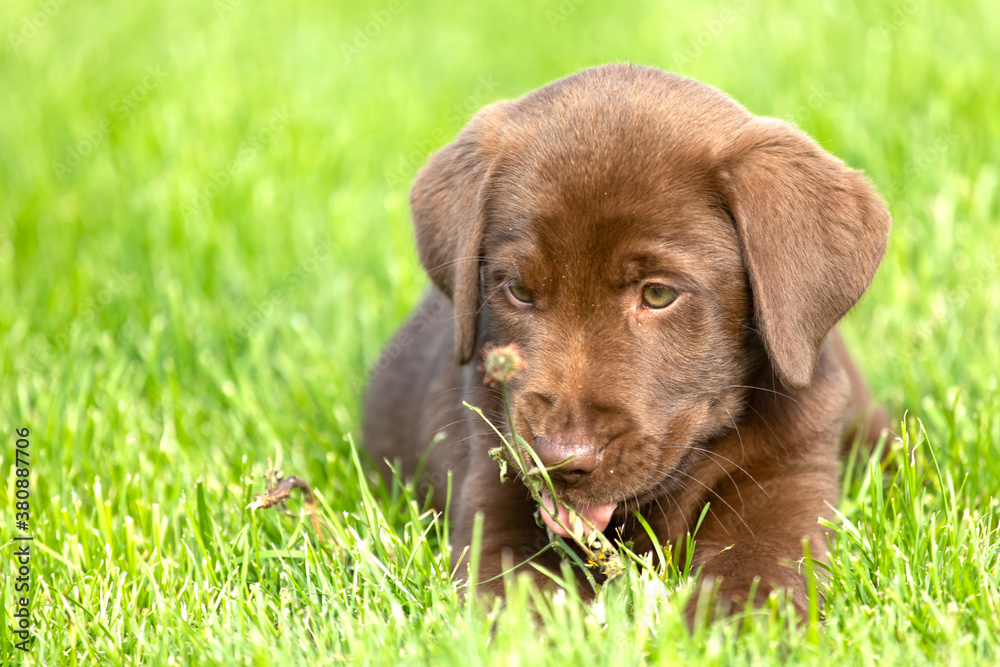 Beautiful, little labrador puppy. Little dog in the grass.