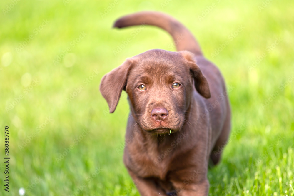 Beautiful, little labrador puppy. Little dog in the grass.