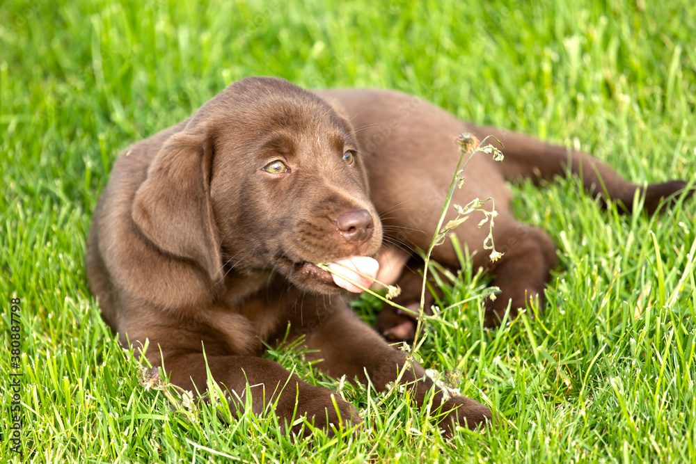 Beautiful, little labrador puppy. Little dog in the grass.