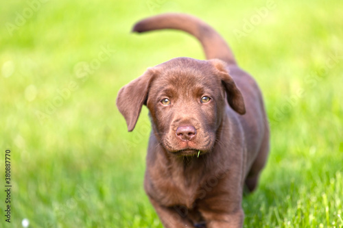 Obraz na płótnie Beautiful, little labrador puppy. Little dog in the grass. w salonie