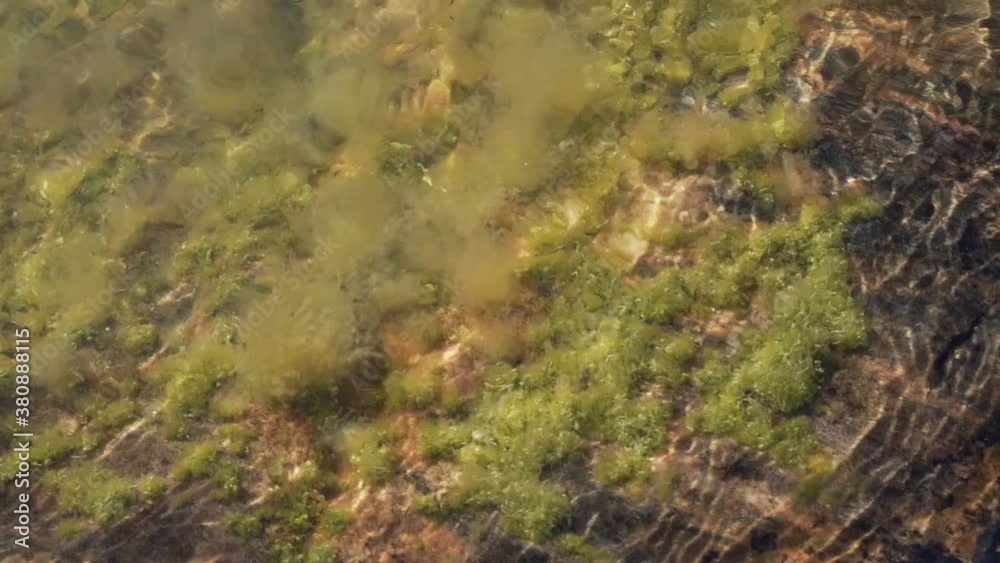 seaweed under water seen from above slow motion footage seaweed under water seen from above slow motion footage