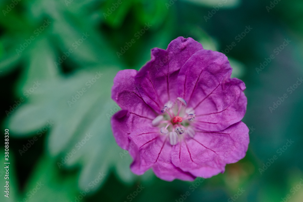 purple flower in the garden purple flower in the garden