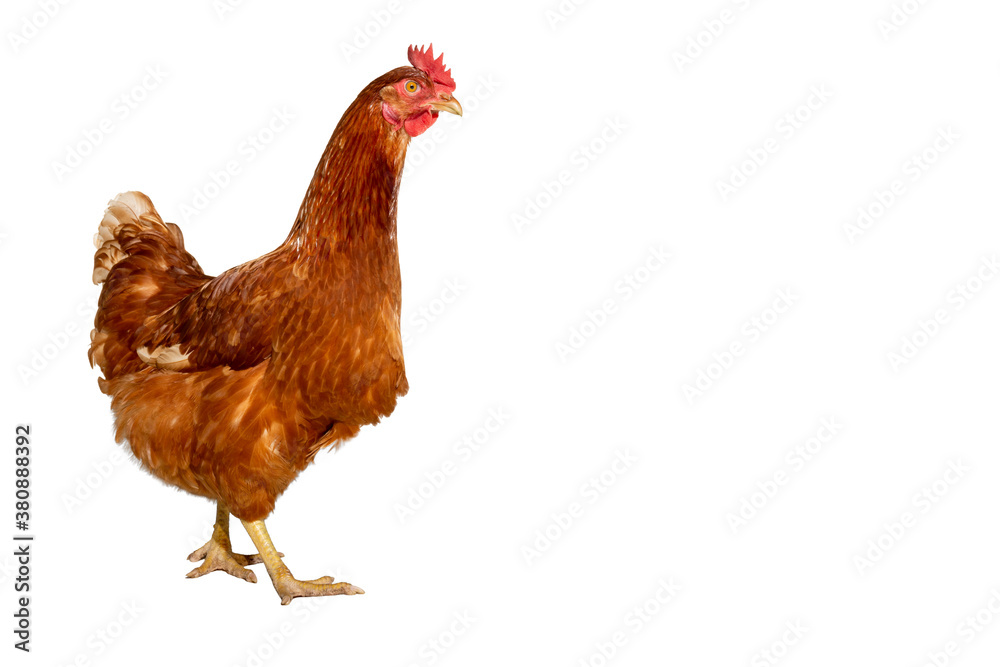 Fototapeta premium nice young brown hen on a white background