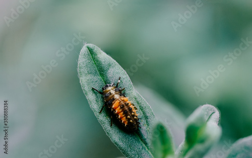 Obraz na plátně insect on leaf