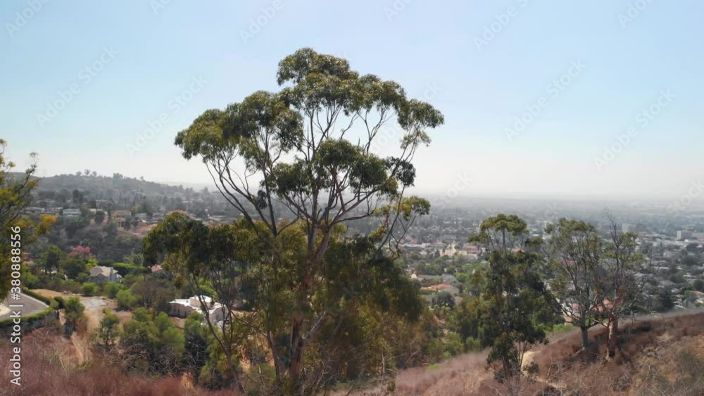 Boomerang shot of tree with city landscape in background Boomerang shot of tree with city landscape in background