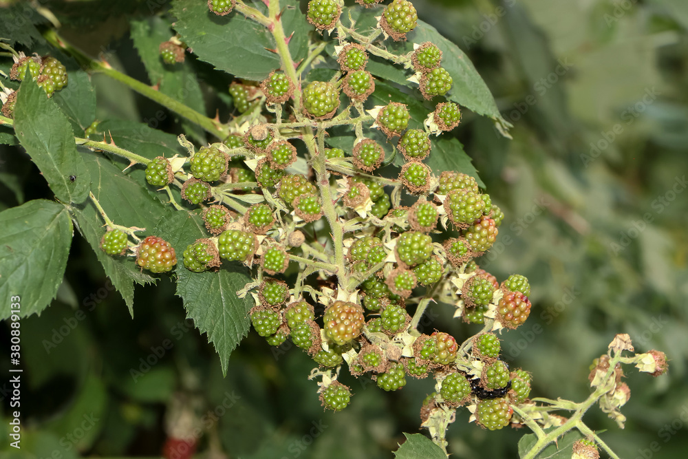 Unreife grüne Brombeeren, Rubus sectio Rubus Unreife grüne Brombeeren, Rubus sectio Rubus
