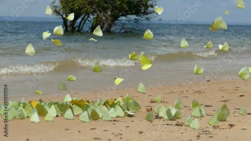 dscape with colorful yellow and orange apricot sulfur butterflies (phoebis argante) on the sandy river beach of the Rio Tapajós. Village of Solimões, State of Pará, Brazil photo