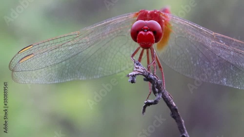 A beautiful red hungry dragonfly flies over the dried twig of a plant standing in the garden in search of food and comes back sitting