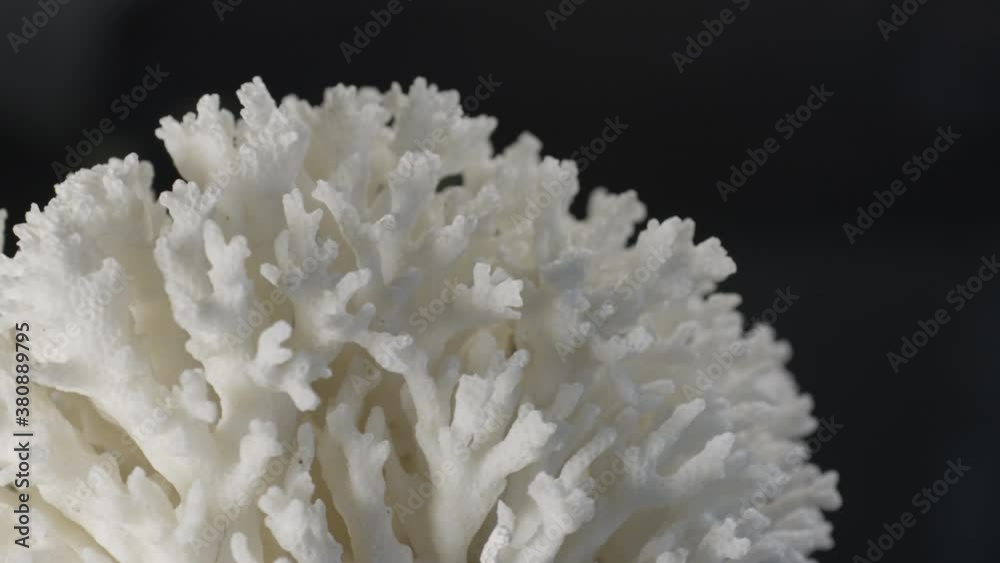 A close-up shot of a dry white coral first stationary and then rotating slowly on a dark black background in Coconut Island, Kaneohe Bay, Hawaii A close-up shot of a dry white coral first stationary and then rotating slowly on a dark black background in Coconut Island, Kaneohe Bay, Hawaii