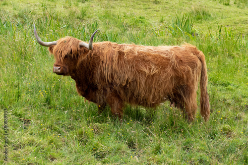Hochlandrind, Highland cattles im schottischen Hochland