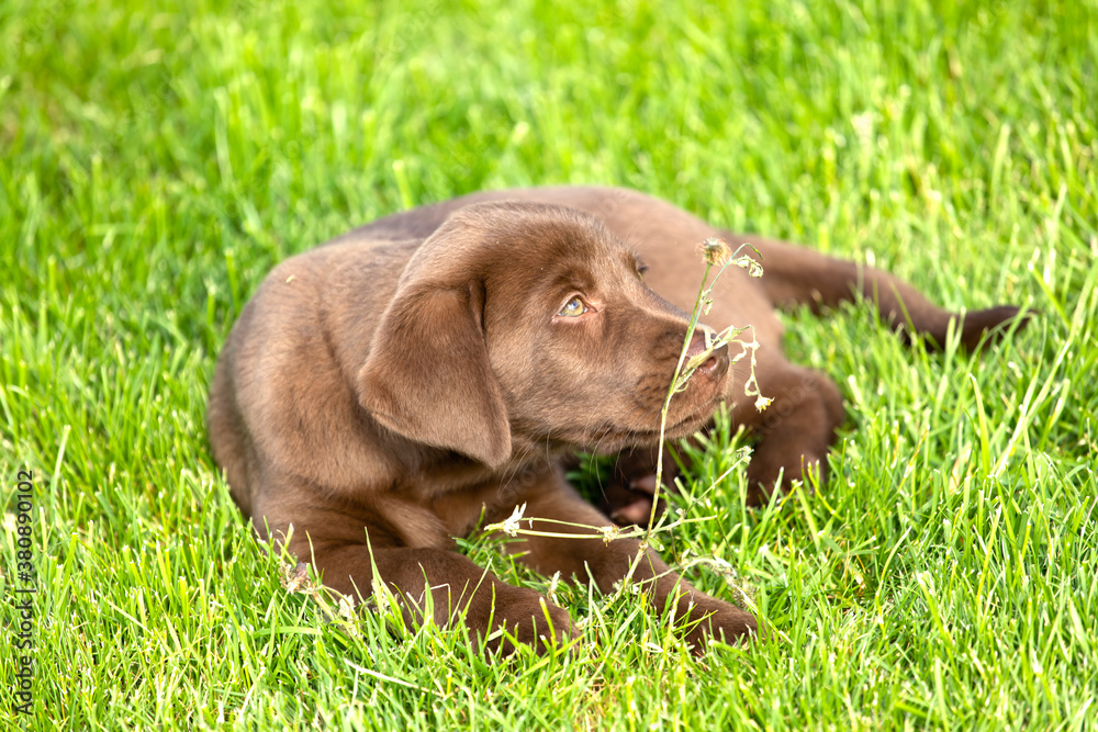 Beautiful, little labrador puppy. Little dog in the grass.