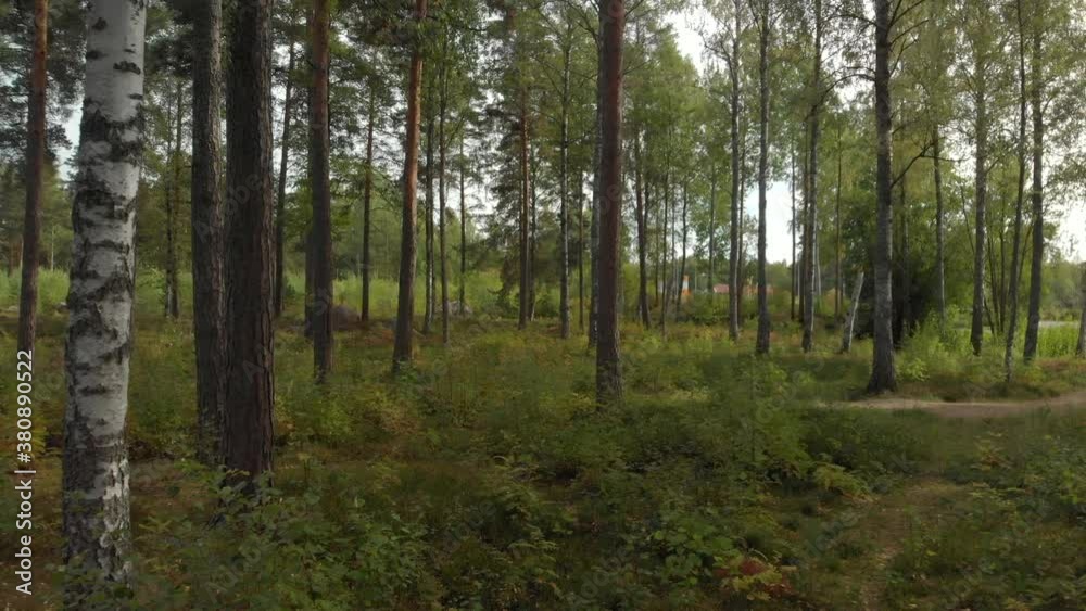 Revealing a beautiful forest close to a heavy traffic road. Revealing a beautiful forest close to a heavy traffic road.