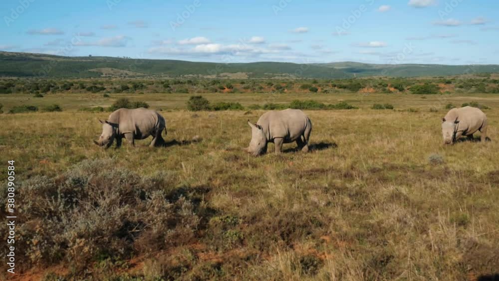 3 African rhino grazing on savannah 3 African rhino grazing on savannah