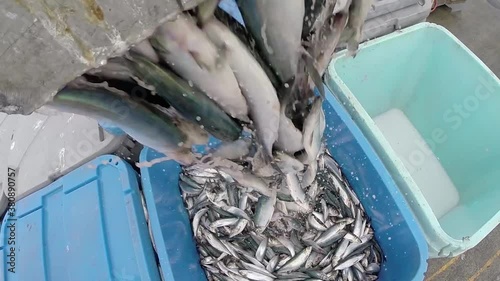Fishing boats in commercial fishery