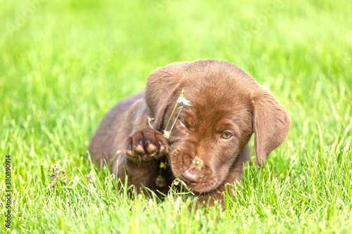 Beautiful, little labrador puppy. Little dog in the grass.