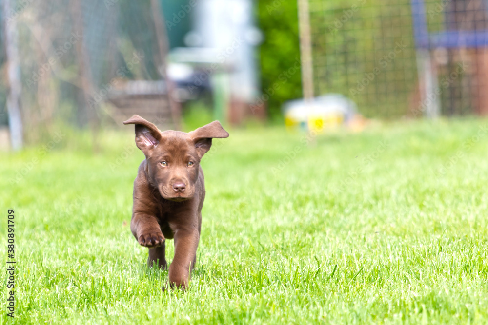 Beautiful, little labrador puppy. Little dog in the grass.