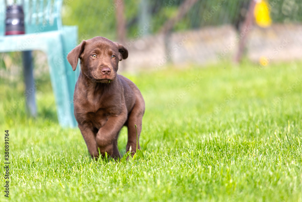 Beautiful, little labrador puppy. Little dog in the grass.