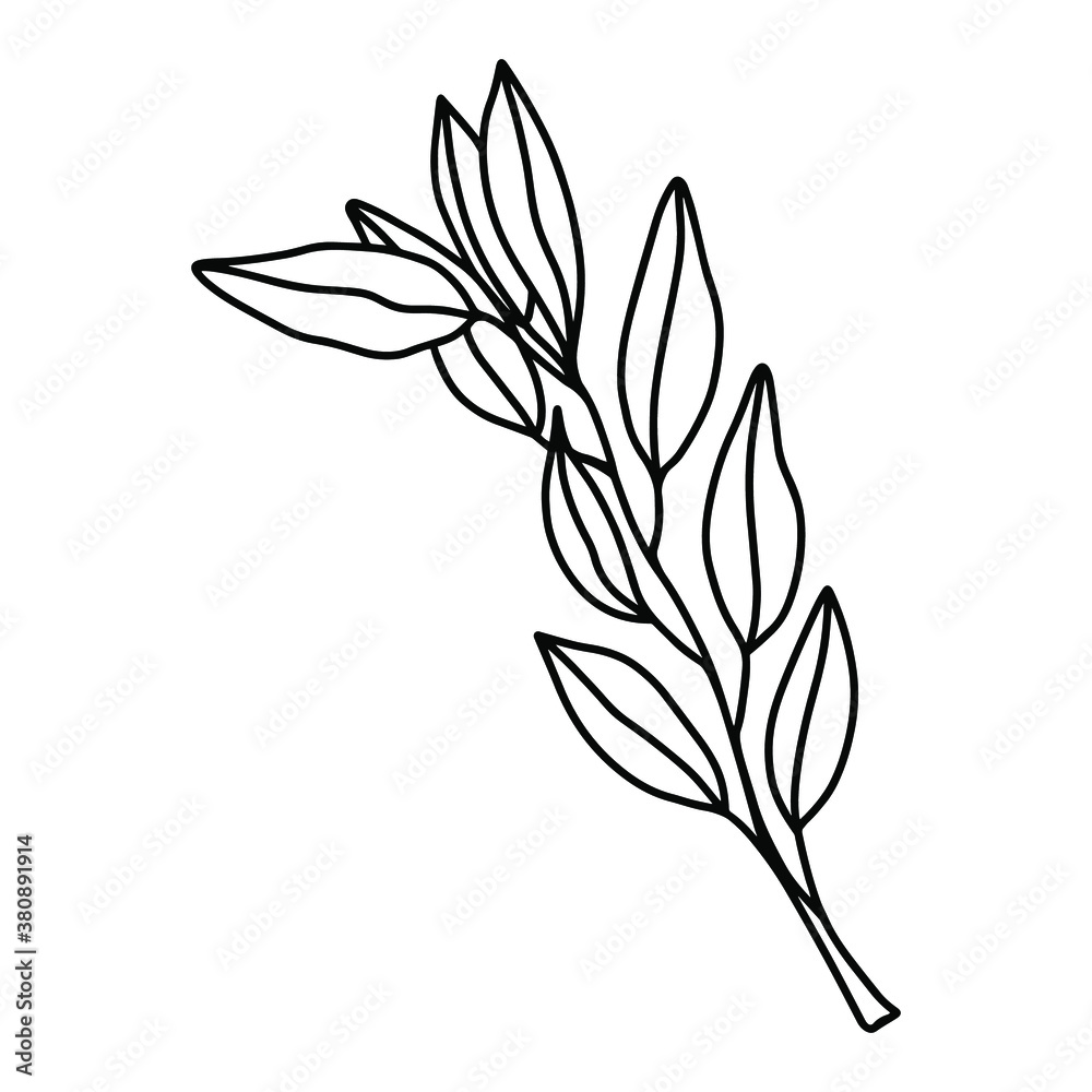 Beautiful delicate illustration of an abstract olive branch on a white background. Black and white vector hand drawn illustration of twig with leaves. Isolated object for invitations, cards. Beautiful delicate illustration of an abstract olive branch on a white background. Black and white vector hand drawn illustration of twig with leaves. Isolated object for invitations, cards.
