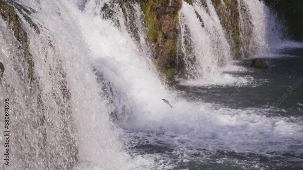Jumping salmon in Varma river in Iceland Jumping salmon in Varma river in Iceland