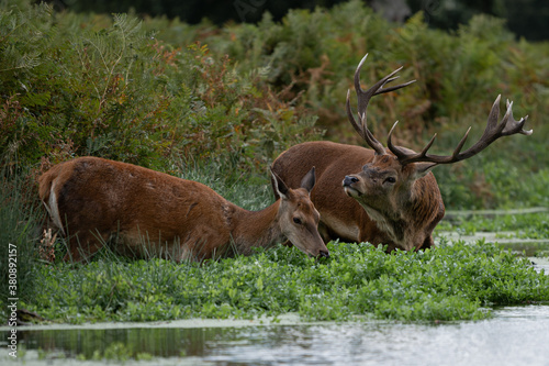Large red stag and female deer cooling off in a stream