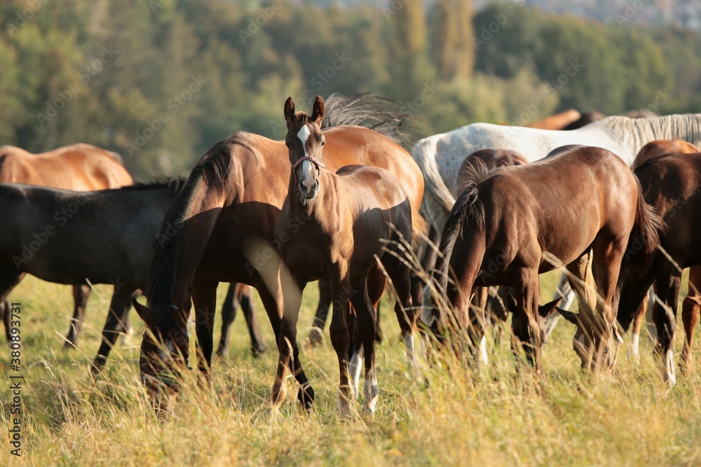 Foals and mares in the meadow at dawn Foals and mares in the meadow at dawn