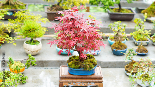 Beautiful red japanese maple bonsai tree.