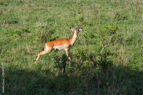 Einzelne Antilope steht im Tarangire-Nationalpark und beobachtet aufmerksam