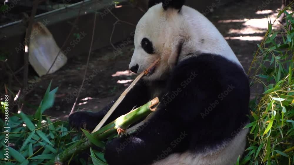 Panda eating bamboo at San Diegos zoo.