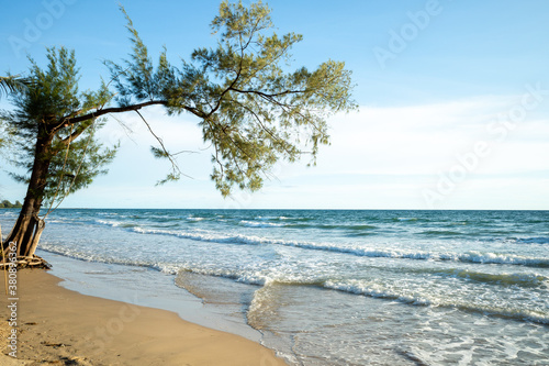 Tree on the beach with clear blue sky