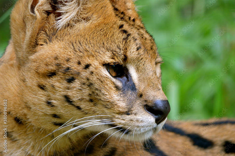 Serval cat