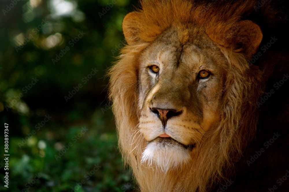 Fototapeta premium close up portrait of a lion