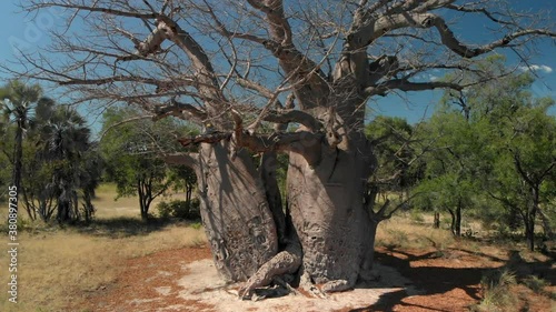 4K aerial shot, ascent in front of an 3000 year old beautiful 2 trunk boabab tree, nambia photo