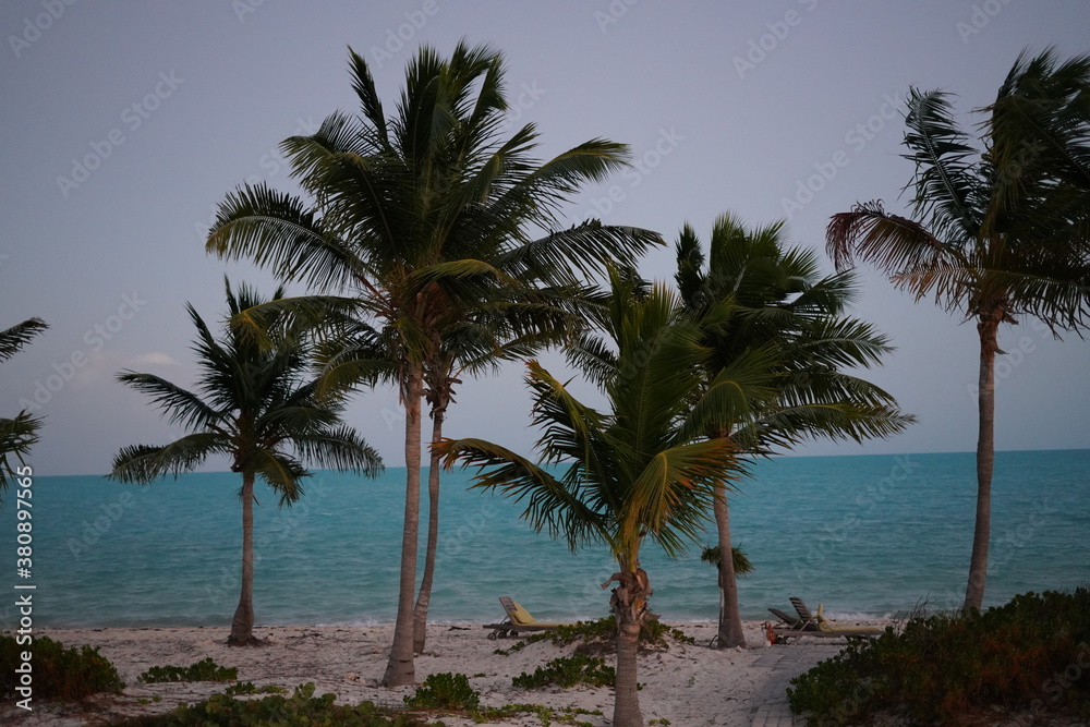 カリブ海のヤシの木々とホワイトビーチ