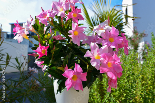 Mandevilla Blüte rosafarben photo