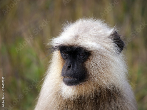 06 Gray Langur