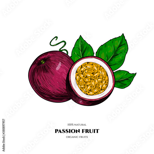 Vector passion fruit  hand drawn sketch. Vintage style