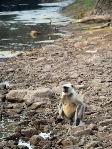 05 Gray Langur by river